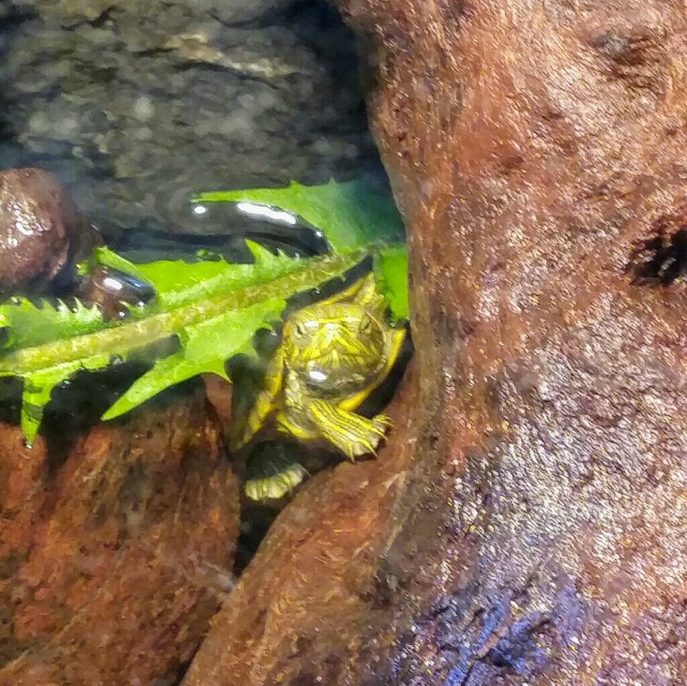 Meet your Posher, Wendy